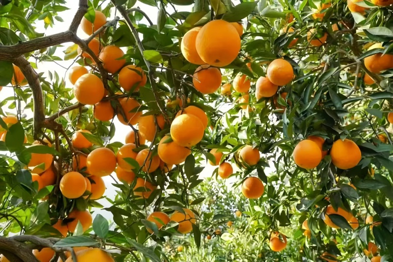The Gannan navel orange