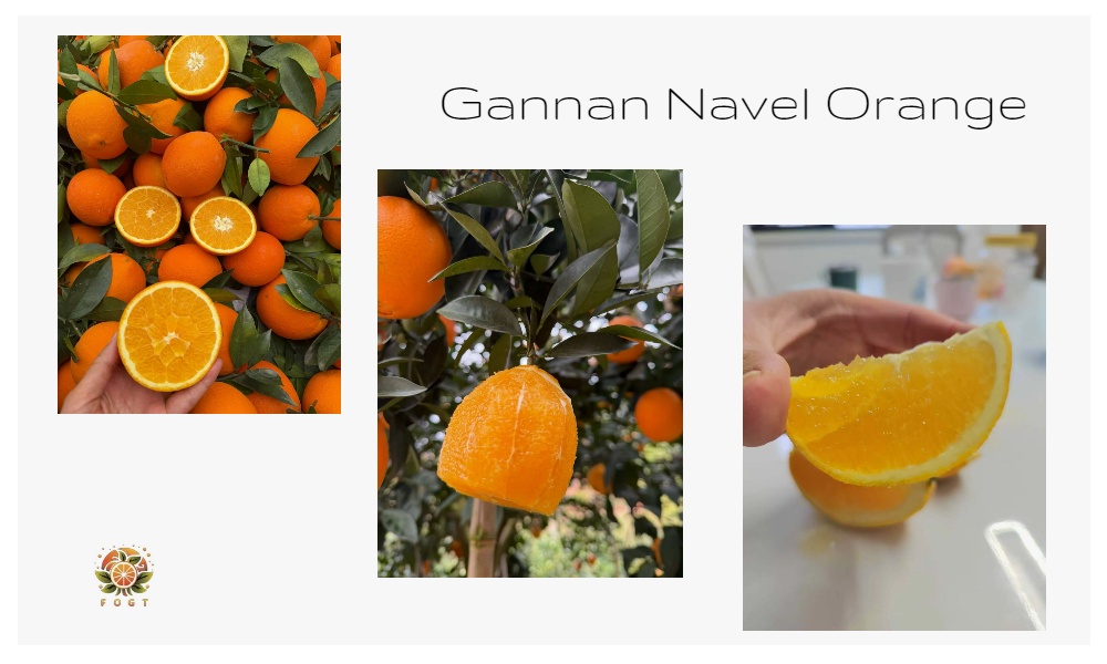 GANNAN orange