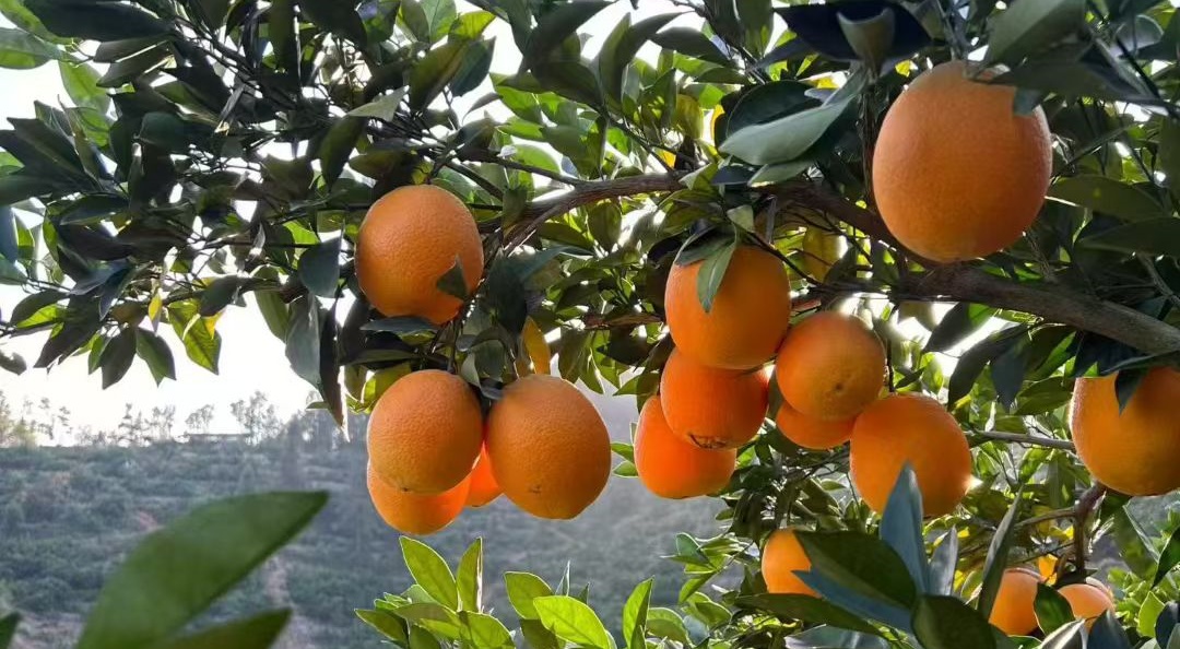 GANNAN Navel Orange