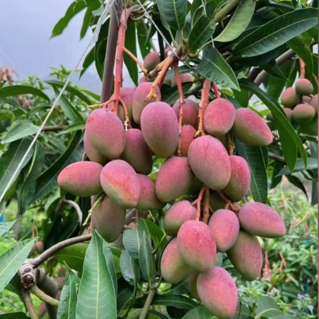 Guifei Mango (Mango)