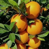 Navel Orange