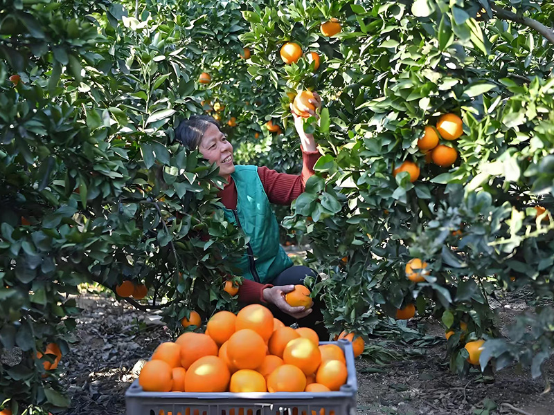 This year's navel orange picking period