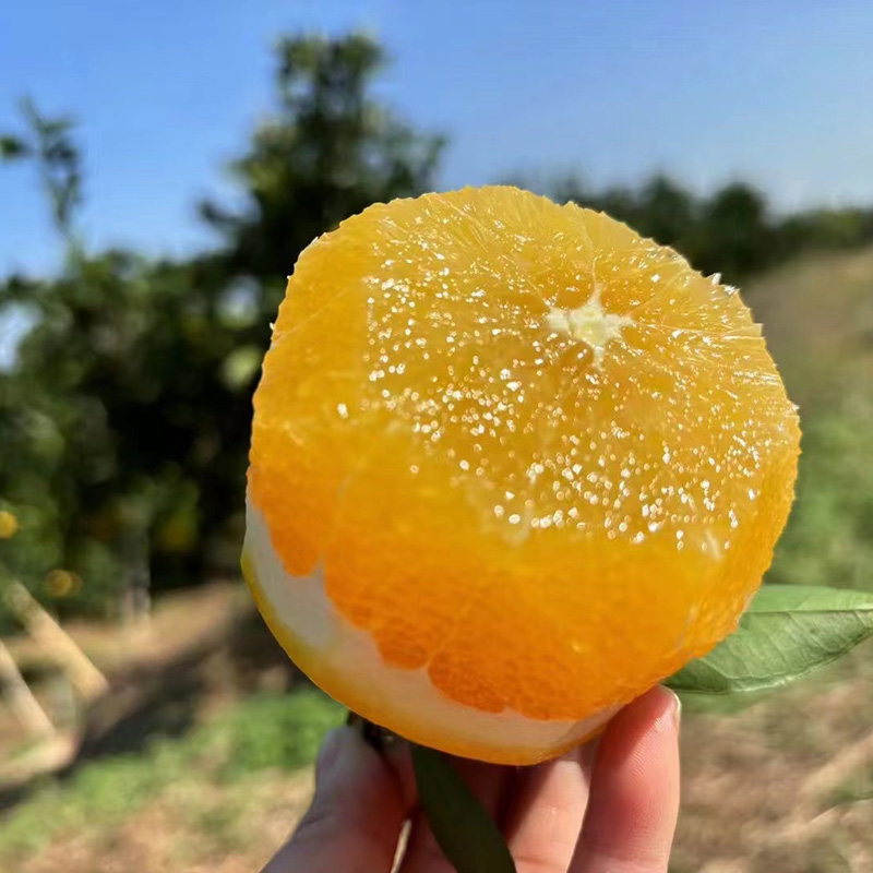 Gannan Navel Orange