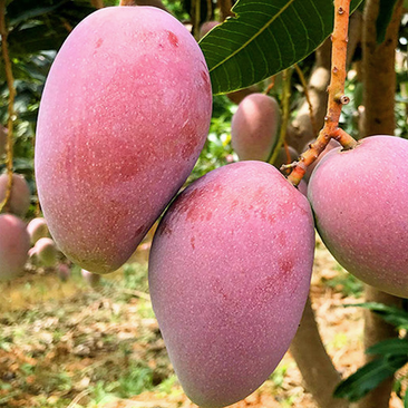 Guifei Mango (Mango)