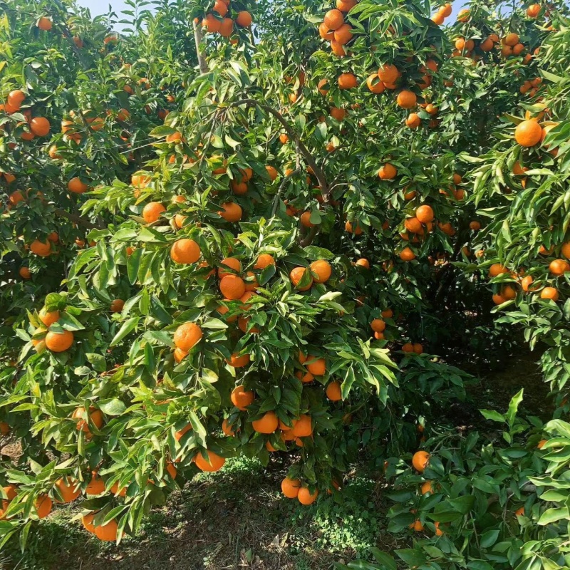 Yunnan citrus