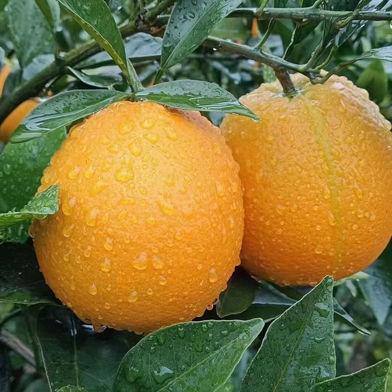 Navel Orange