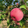 Organic Concentrated Apple Juice