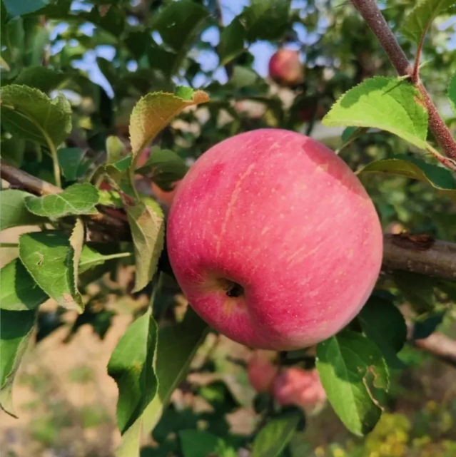 Organic Concentrated Apple Juice