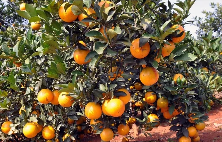 Mandarin orange