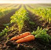 Vacuum-Dried Carrot Powder