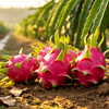Freeze-Dried Dragon Fruit Powder