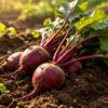 Beetroot Powder