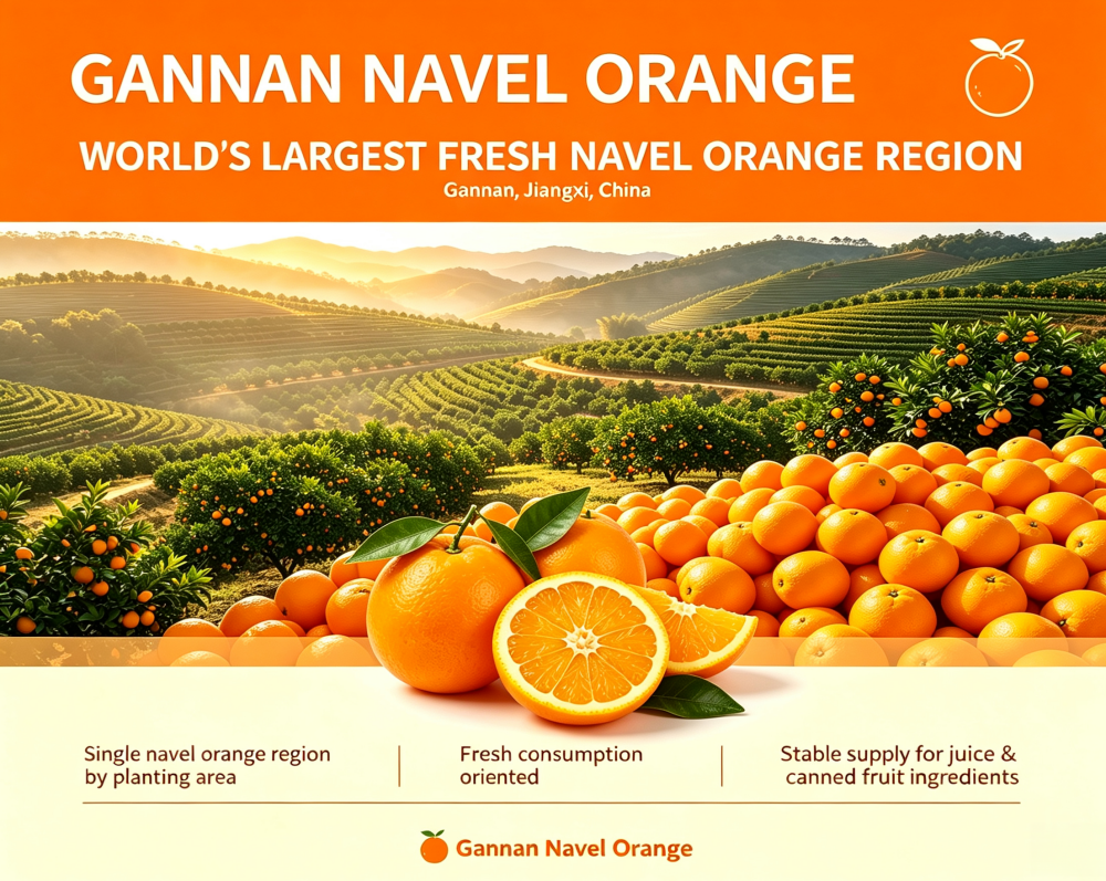 GANNAN NAVEL ORANGE.png
